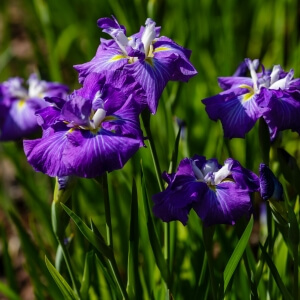 Japanische Sumpf Schwertlilie Expertenwissen F R Den Garten